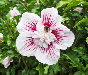 Obraz Hibiscus